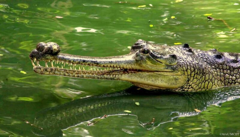 Private Day Tour: From Chennai to Mahabalipuram and beyond - Encountering Wildlife at Crocodile Bank