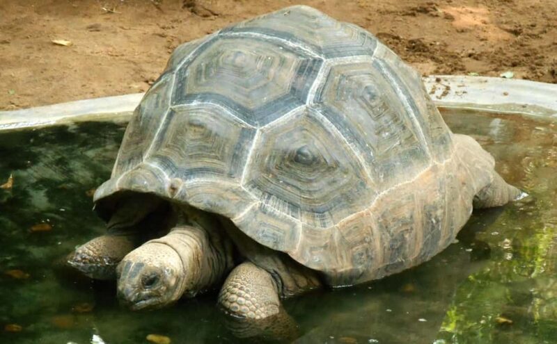 Private Day Tour: From Chennai to Mahabalipuram and beyond - Exploring Mahabalipuram’s Wonders