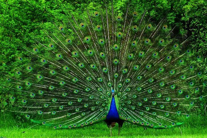 Private Day Tour from Colomb to Yala Safari (Leopard Safari Tour) - Authentic Insights from Reviews