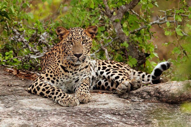 Private Day Tour from Colomb to Yala Safari (Leopard Safari Tour) - The Sum Up