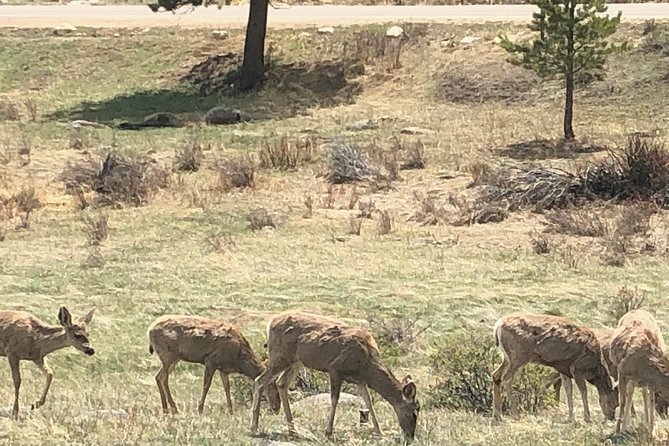 Private Day Tour From Denver to Estes Park and Rocky Mountain National Park - Traveler Photos