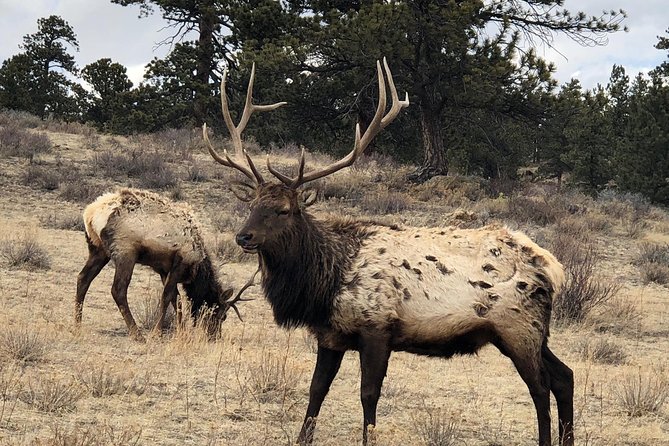 Private Day Tour From Denver to Estes Park and Rocky Mountain National Park - Reviews