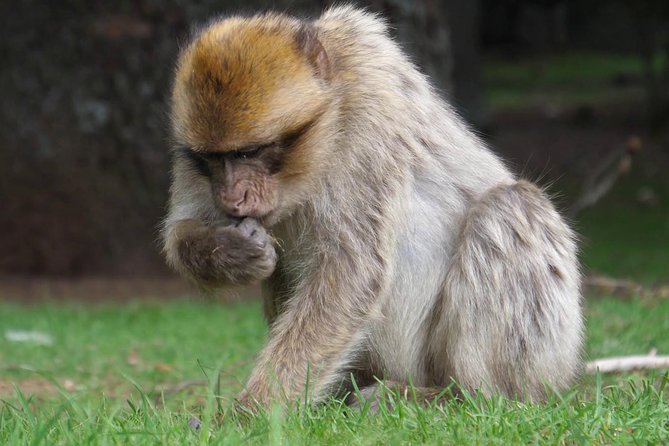 Private Day Tour From Fez to the Middle Atlas - Tour Details