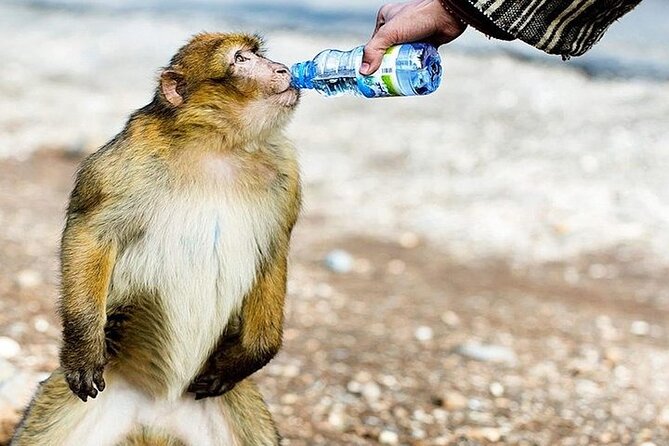 Private Day Tour From Fez to the Middle Atlas - Price and Terms