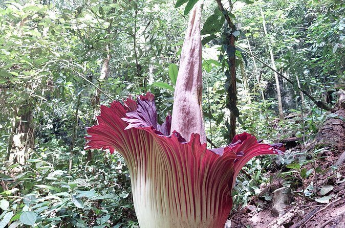 Private Day Tour from Medan: Corpse Flower Trek(Minimum 2 people) - Good To Know