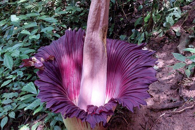 Private Day Tour from Medan: Corpse Flower Trek(Minimum 2 people) - Who Should Consider This Tour?