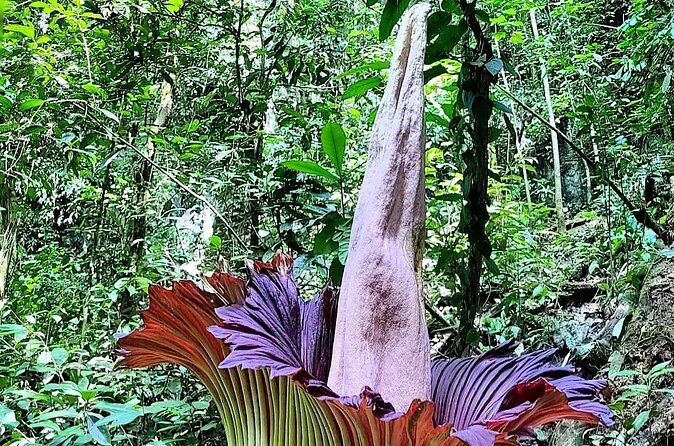 Private Day Tour from Medan: Corpse Flower Trek(Minimum 2 people) - FAQ