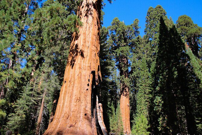 Private Day Tour from San Francisco to Yosemite - The Sum Up