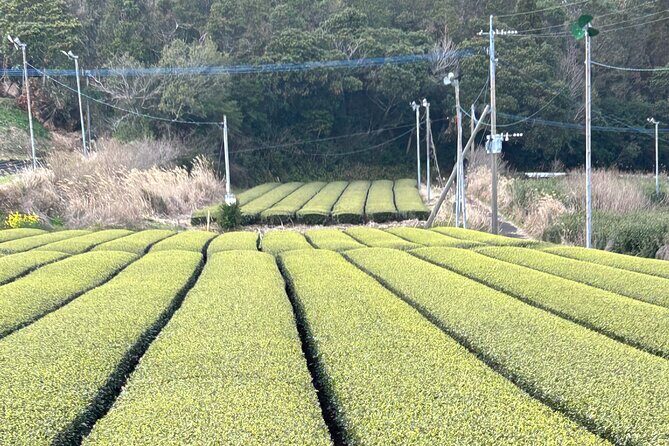 Private Day Tour in Kagoshima - Exploring the Highlights of Kagoshima