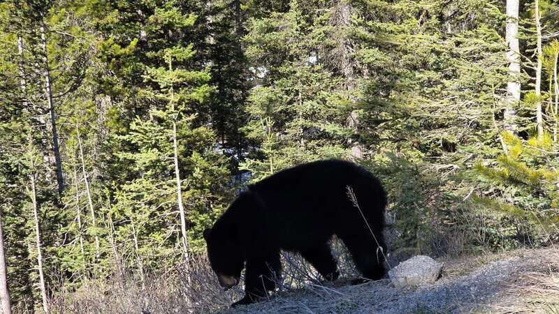 Private Day Tour: Moraine Lake and Lake Louise - FAQ