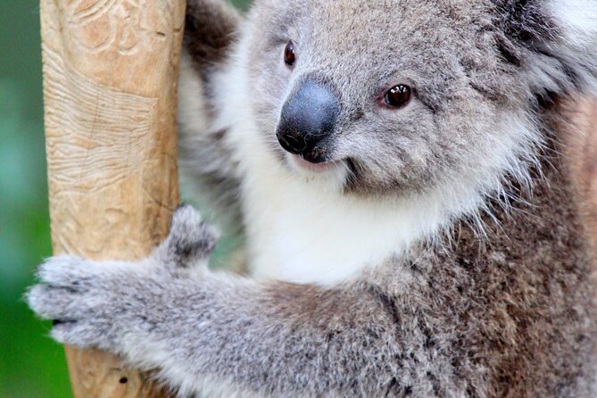 Private Day Tour of Phillip Island Wildlife and Brighton Beach - Meeting and Pickup