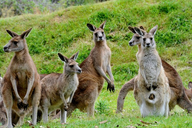 Private Day Tour of Phillip Island Wildlife and Brighton Beach - Recommended Packing List