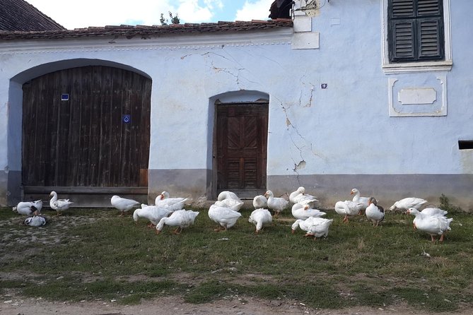 Private Day Tour Sighisoara and Viscri From Brasov With Hotel Pick Up/ Drop off - Inclusions