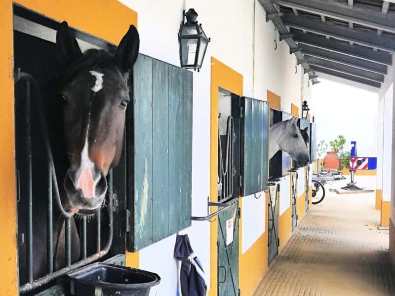 Private Day Tour Tagus River, olive oil, winery and horses - Good To Know