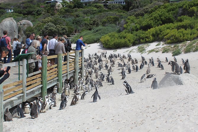 Private Day Tour to Cape of Good Hope Penguins Inc Entry Tickets From Cape Town - Common Questions