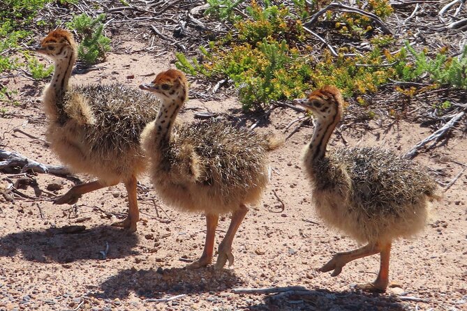 Private Day Tour to Cape of Good Hope, Penguins, Wine Tasting - Tips for a Memorable Private Day Tour