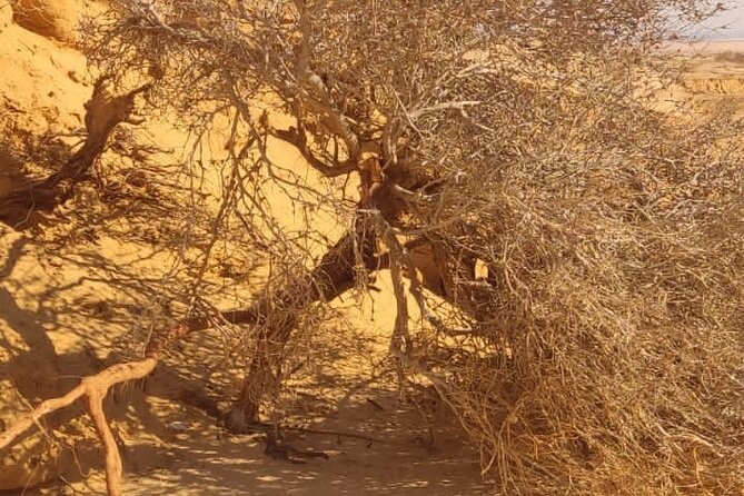 Private Day Tour to El Fayoum Oasis From Cairo - Additional Info