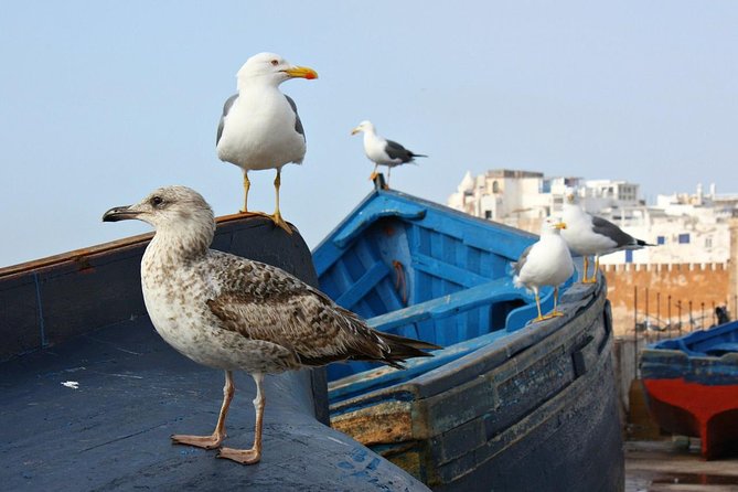 Private Day Tour To Essaouira - Reviews