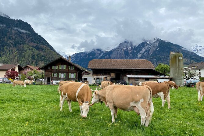Private Day Tour to Grindelwald, Lauterbrunnen, Interlaken & Mürren From Zurich - Personalized Attention From Private Guide