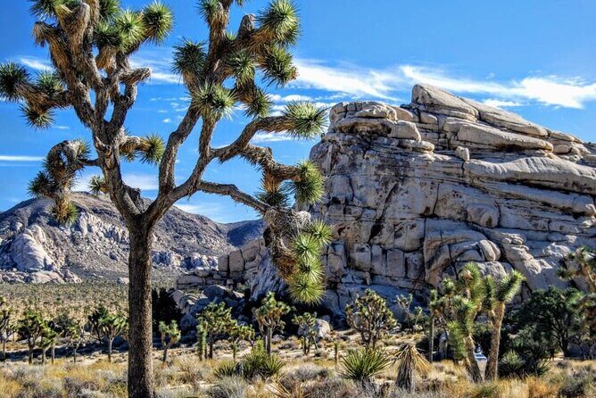 Private Day Tour to Joshua Tree National Park from San Diego - Good To Know