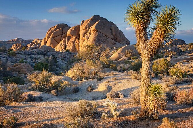 Private Day Tour to Joshua Tree National Park from San Diego - Why Choose This Tour?