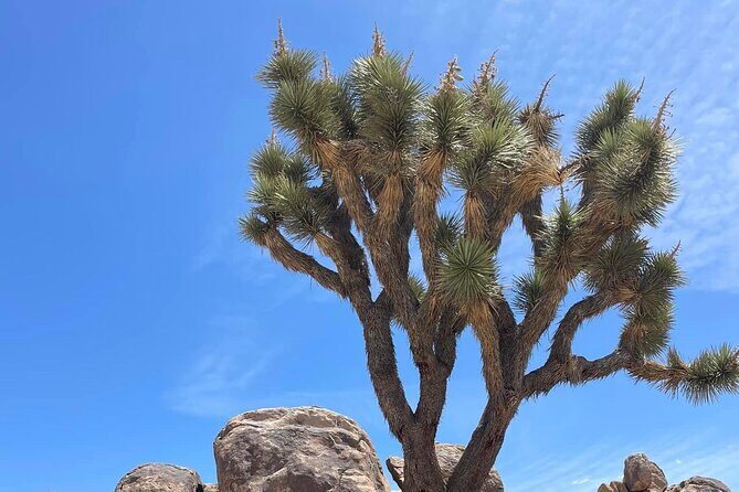 Private Day Tour to Joshua Tree National Park from San Diego - The Sum Up