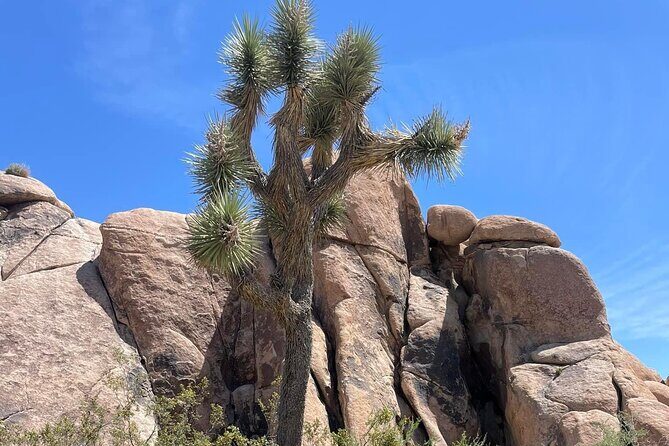 Private Day Tour to Joshua Tree National Park from San Diego - FAQs