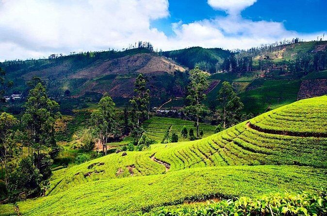 Private Day Tour to Nuwara Eliya Pickup from Kandy - FAQ