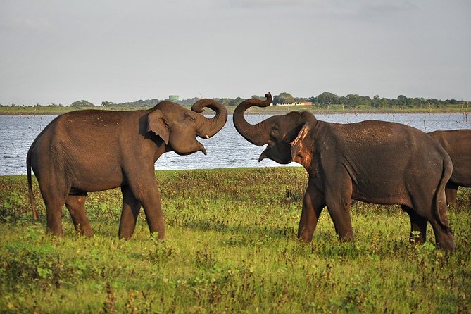 Private Day Tour to Pidurangala, Ritigala and Elephant Safari - Elephant Safari Adventure