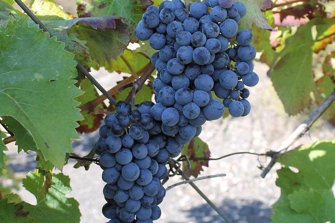 Private Day Tour to Pompei ,Winery, Sorrento From Napoli/Salerno/Amalfi/Positano - Frequently Asked Questions