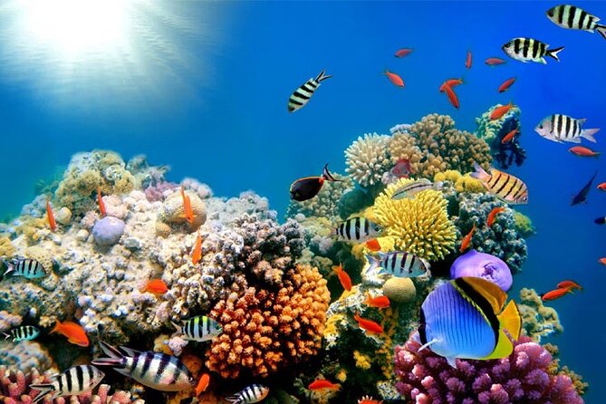 Private Day Tour to Red Sea Snorkelling From Luxor - Pricing Details