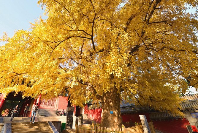 Private Day Tour to Shaolin Temple From Beijing by Bullet Train With Kungfu Show - Exclusions