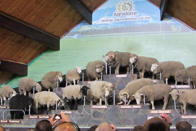 Private Day Tour to Te Puia Geysers and Agrodome - Meeting and Pickup