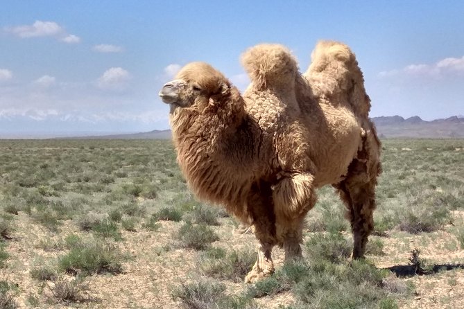 Private Day Tour to the Land of Canyons-UNESCO-of Kazakhstan - Inclusions and Exclusions