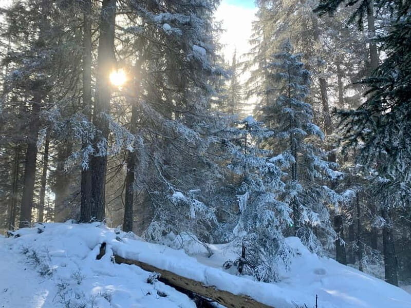 Private Day Tour to "Top of Europe", incl Swiss Picknick - Frequently Asked Questions