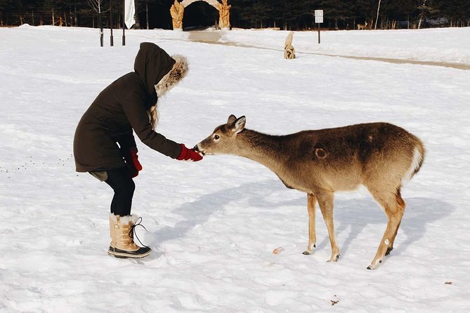 Private Day Tour to Wildlife Parc Omega and Montebello Lodge From Montreal - Trip Highlights