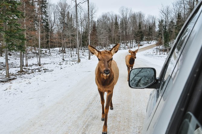 Private Day Tour to Wildlife Parc Omega and Montebello Lodge From Montreal - Transportation and Guide
