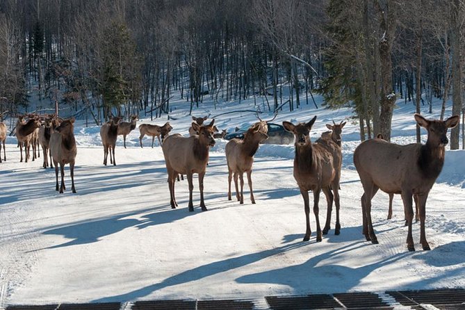 Private Day Tour to Wildlife Parc Omega and Montebello Lodge From Montreal - Outdoor Beauty of Western Quebec