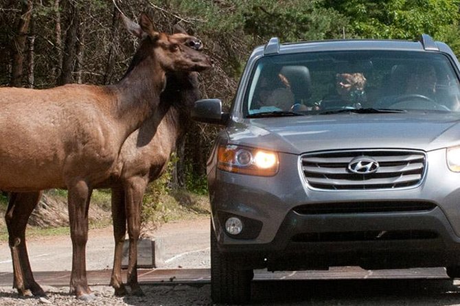 Private Day Tour to Wildlife Parc Omega and Montebello Lodge From Montreal - Flexible Cancellation Policy