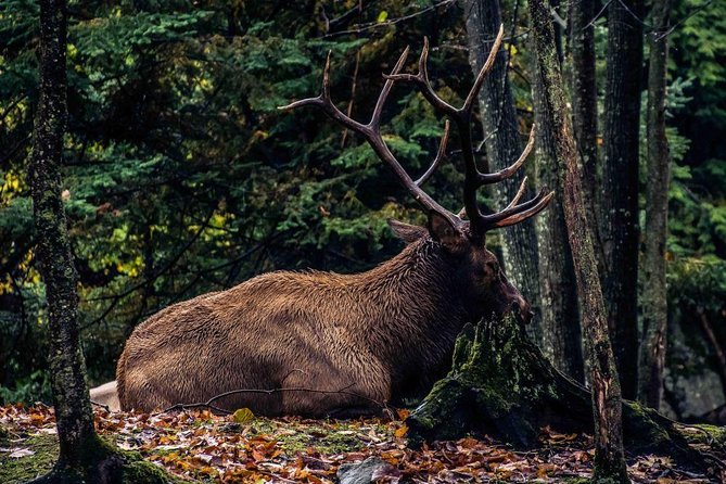 Private Day Tour to Wildlife Parc Omega and Montebello Lodge From Montreal - View Traveler Photos