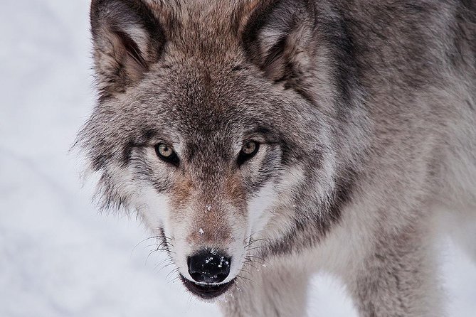 Private Day Tour to Wildlife Parc Omega and Montebello Lodge From Montreal - Authentic Reviews From Viator Travelers