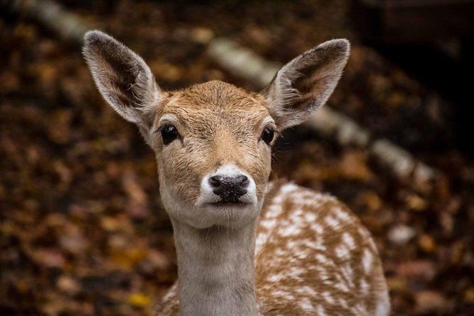 Private Day Tour to Wildlife Parc Omega and Montebello Lodge From Montreal - Helpful Customer Support