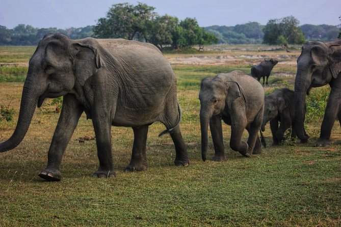 Private Day Tour: Yala National Park Safari Tour From Galle & Weligama - Tour Overview