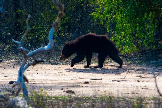 Private Day Tour: Yala National Park Safari Tour From Galle & Weligama - Tour Itinerary