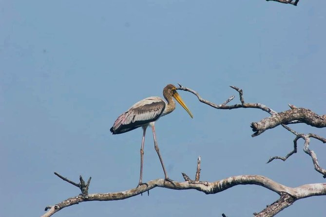 Private Day Tour: Yala National Park Safari Tour From Galle & Weligama - How to Book