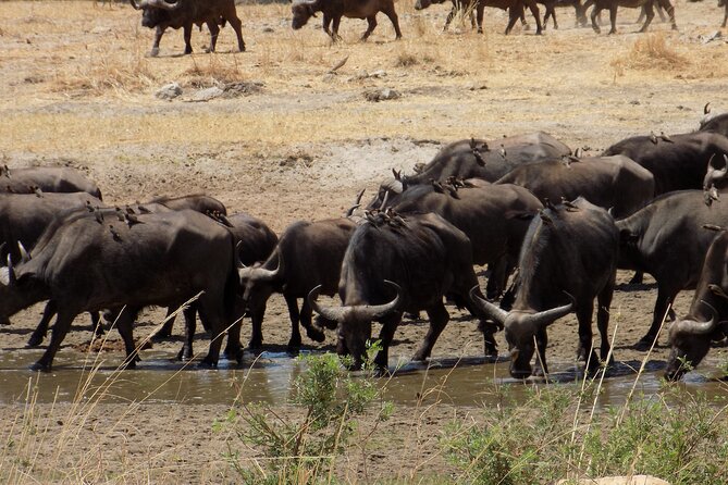 Private Day Trip at Arusha National Park - Price and Booking