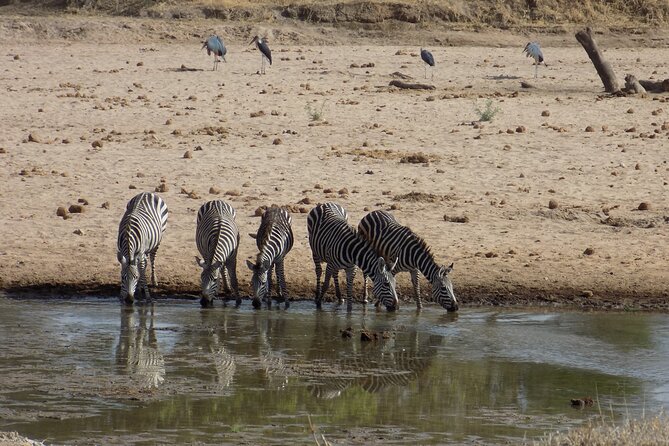 Private Day Trip at Arusha National Park - Reviews