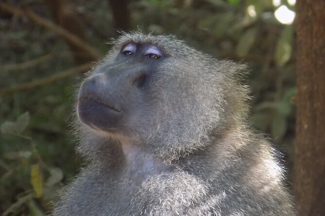 Private Day Trip at Arusha National Park - Directions