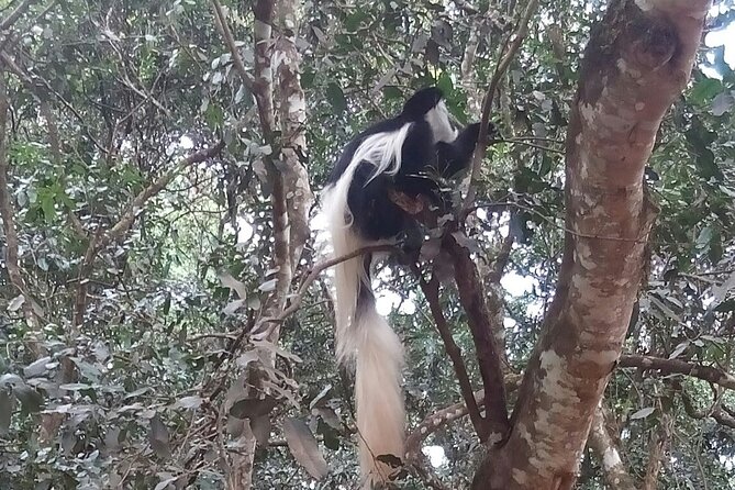 Private Day Trip at Arusha National Park - Frequently Asked Questions