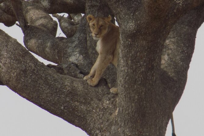 Private Day Trip at Lake Manyara National Park - Reservation Process